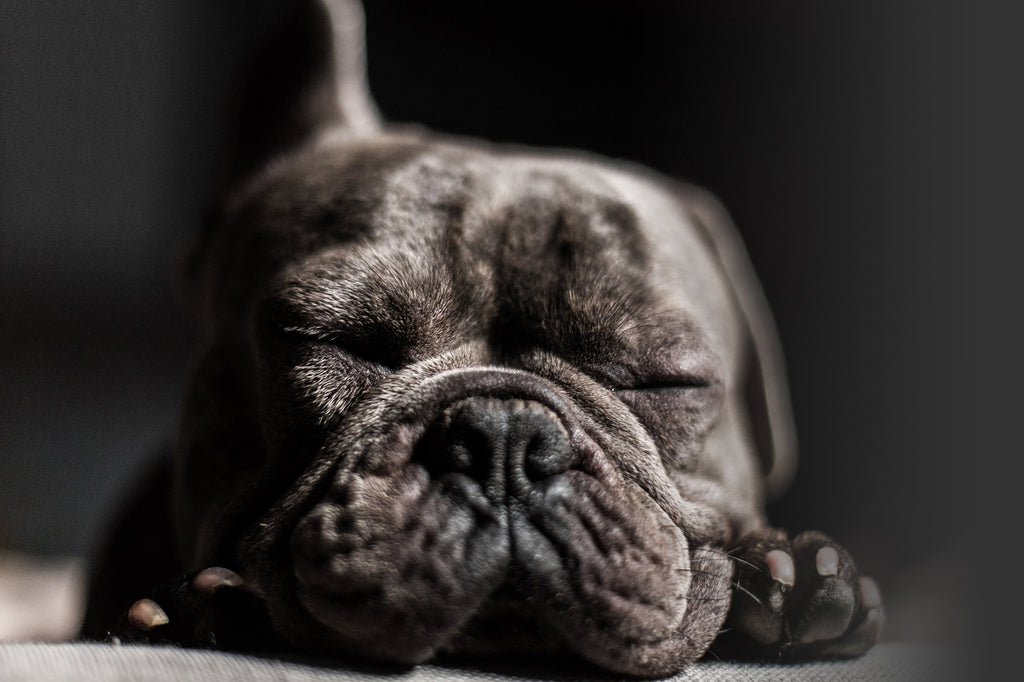 photo chien gris 