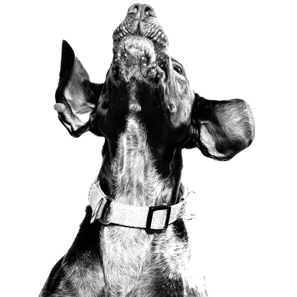 photo chien noir et blanc